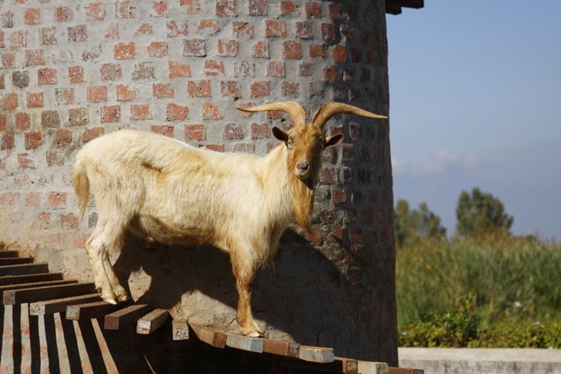 goat-tower-52