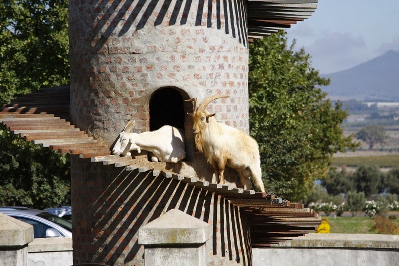 goat-tower-62