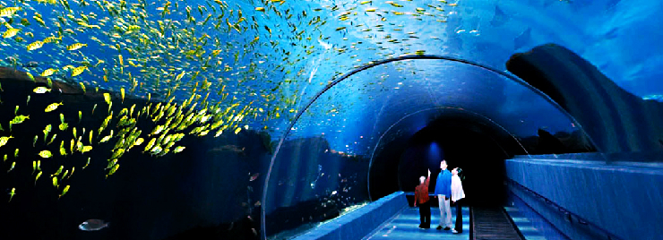 new_49-georgia-aquarium-feature