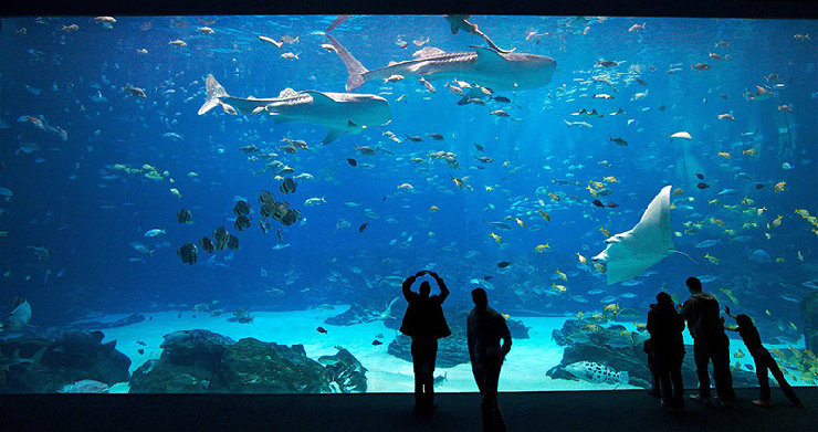 new_Georgia-Aquarium-1