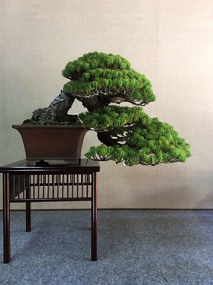 bonsai4