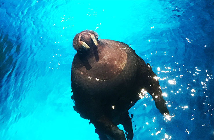 香港の『海洋公園』が素晴らしすぎて感動！ ディズニーランドに負けない人気度