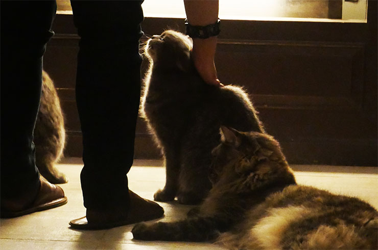 【萌え】海外からもファンが訪れるタイの猫カフェ「Purr Cat Cafe Club」が大絶賛される理由