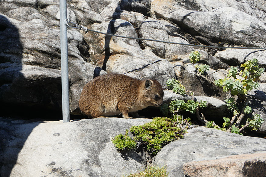 cape-hyrax-south-africa