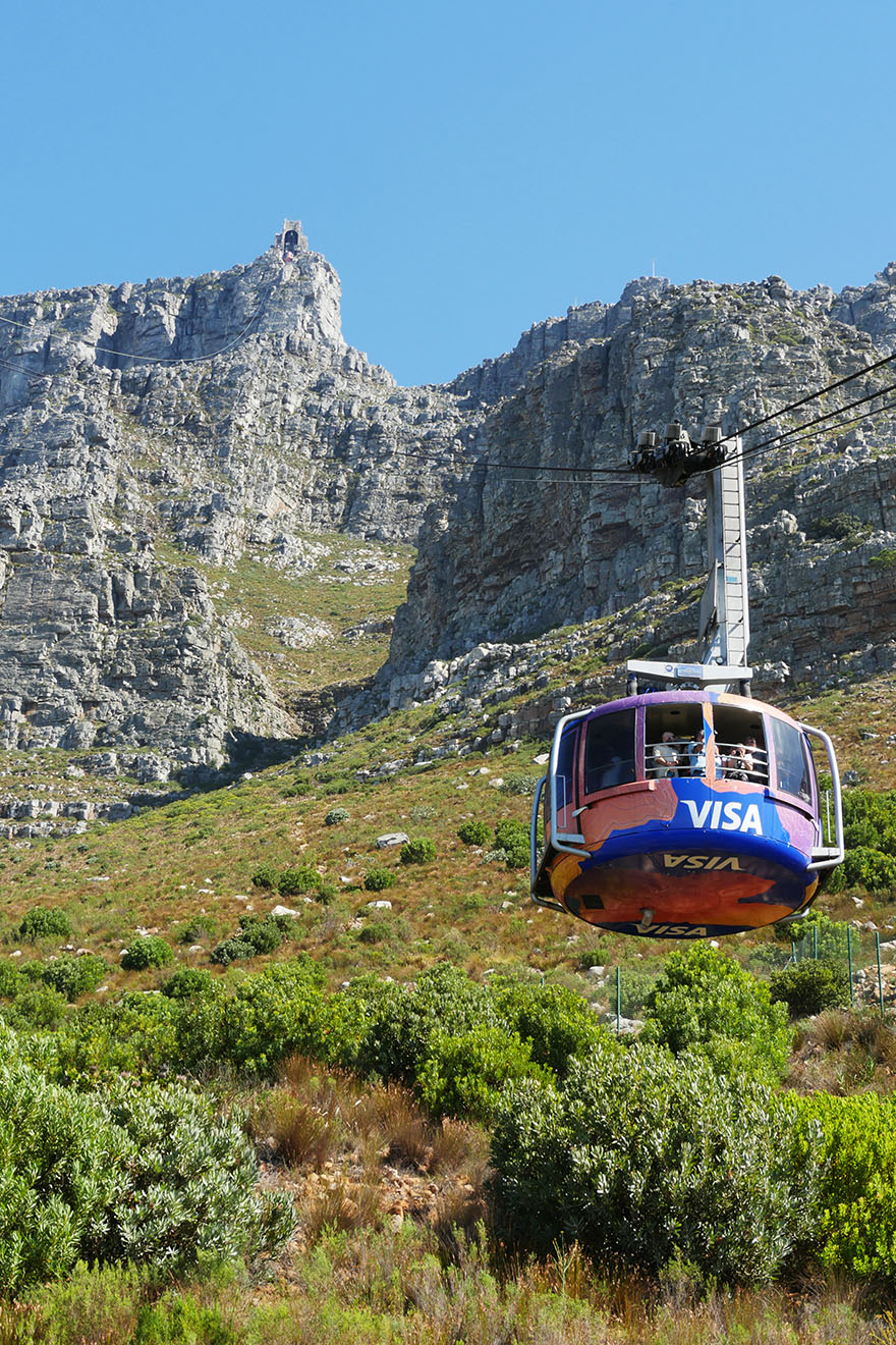 cape-hyrax-south-africa18