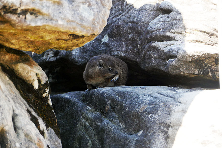 cape-hyrax-south-africa2