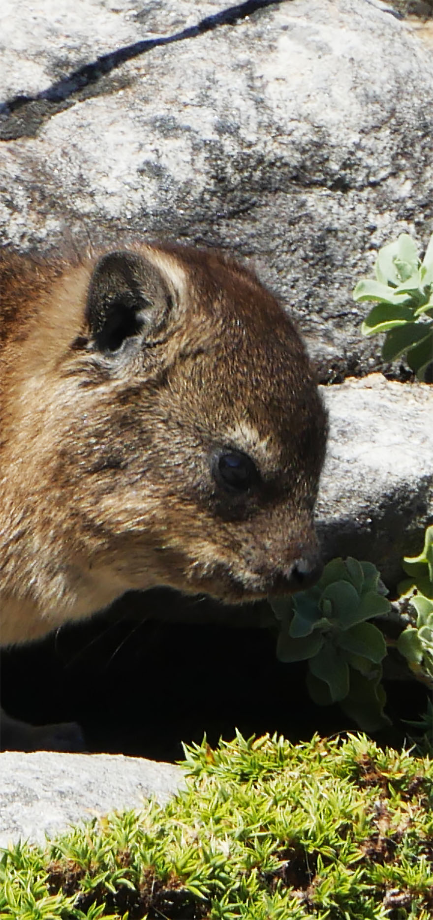 cape-hyrax-south-africa21