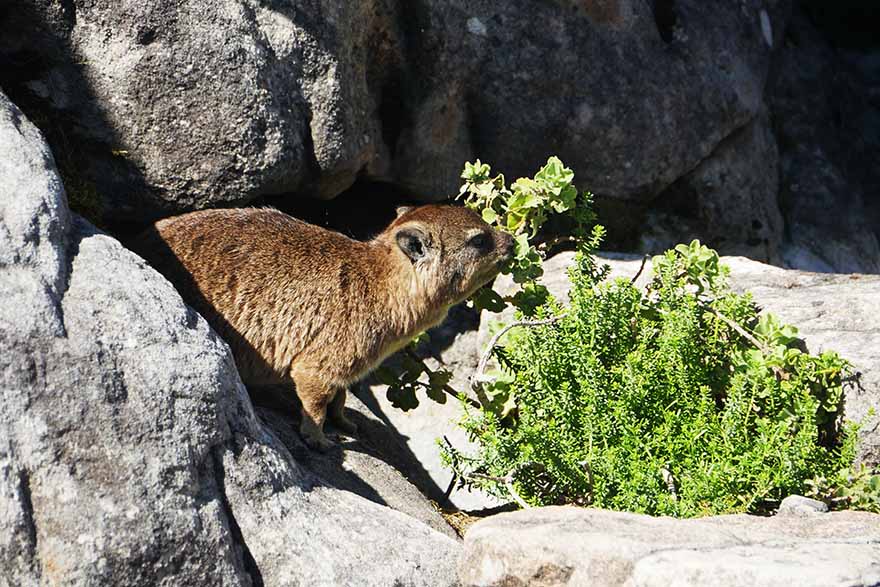 cape-hyrax-south-africa4