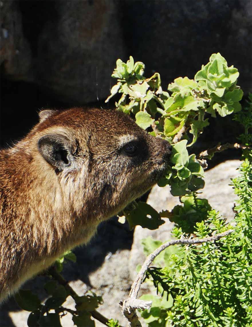 cape-hyrax-south-africa5