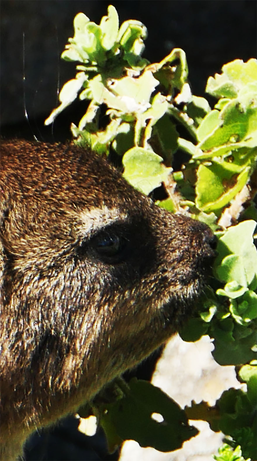 cape-hyrax-south-africa7