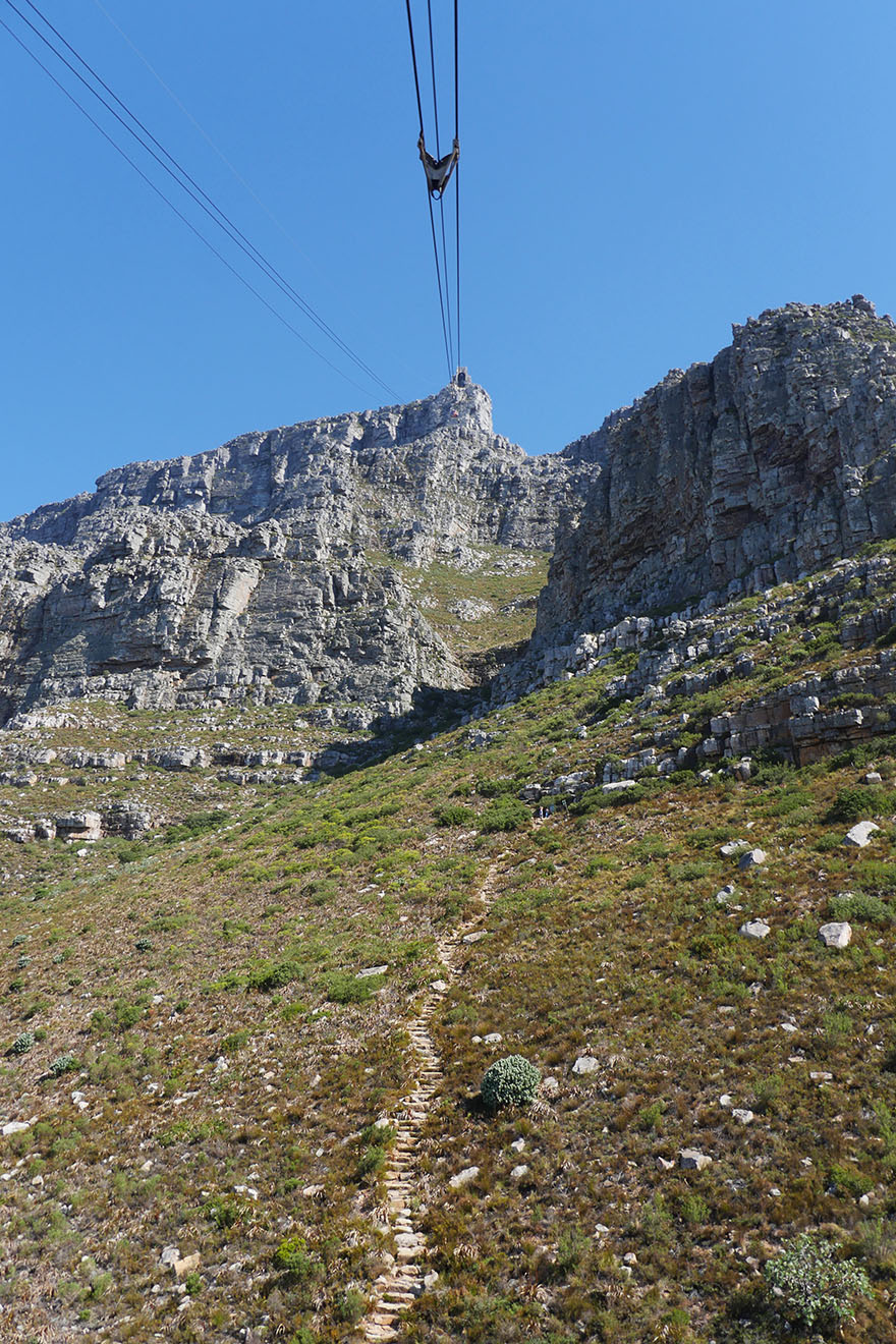 cape-hyrax-south-africa9