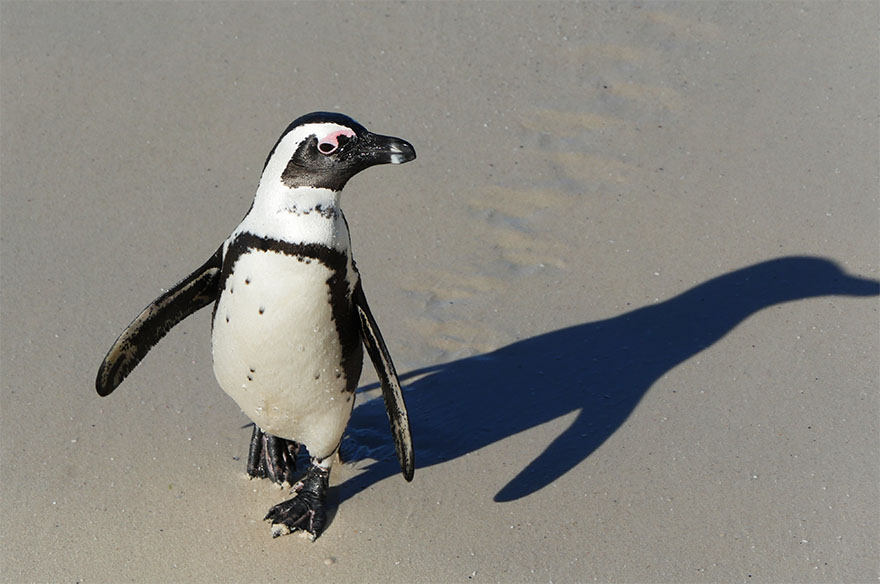 cape-town-boulders-beach01