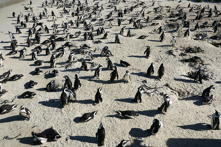 cape-town-boulders-beach02