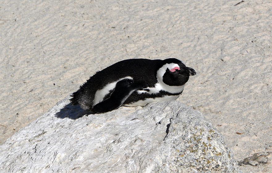 cape-town-boulders-beach03