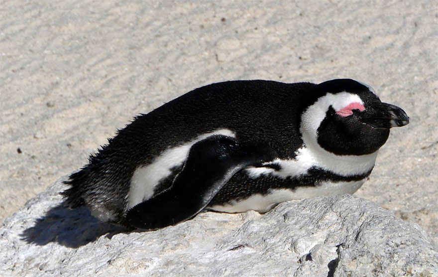 cape-town-boulders-beach04