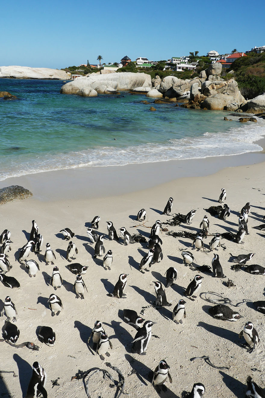 cape-town-boulders-beach05