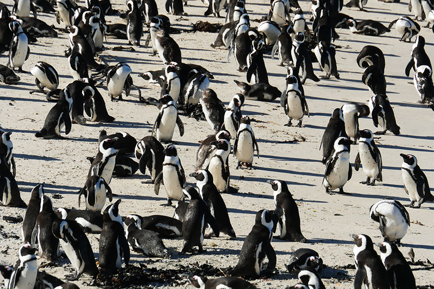 cape-town-boulders-beach06