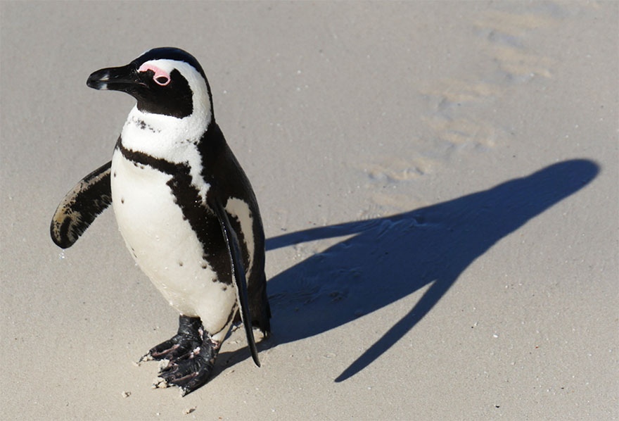 cape-town-boulders-beach07