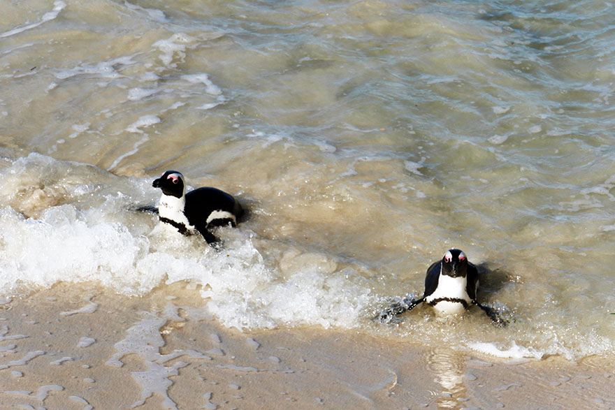 cape-town-boulders-beach09