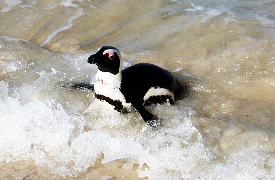 cape-town-boulders-beach10