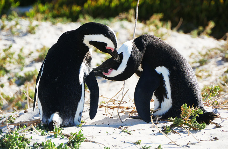 cape-town-boulders-beach11