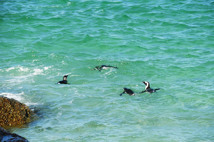 cape-town-boulders-beach13