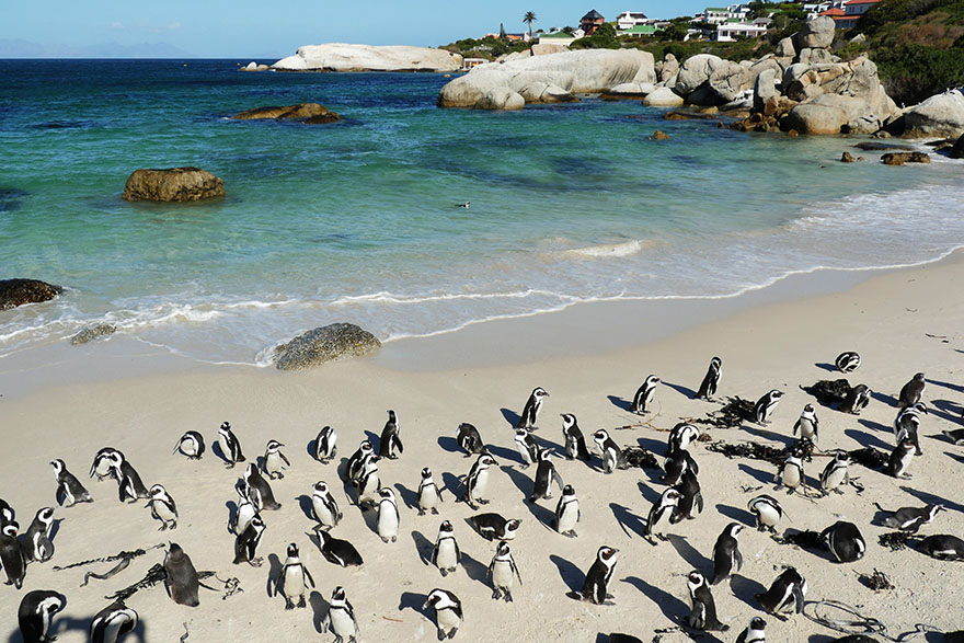 cape-town-boulders-beach16