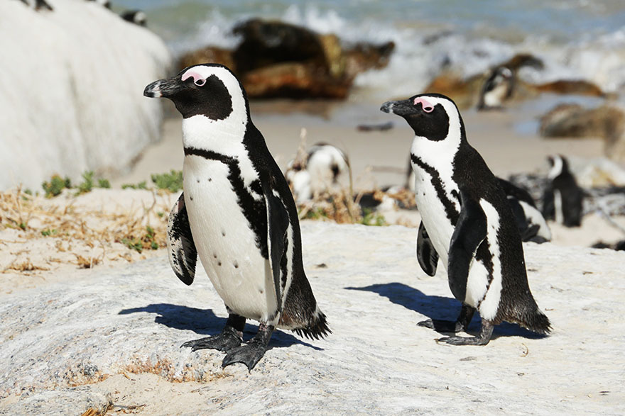 cape-town-boulders-beach17