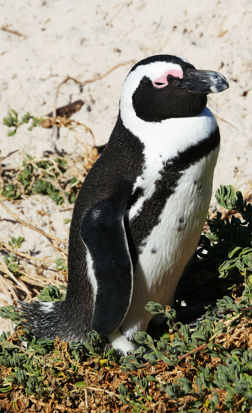 cape-town-boulders-beach18