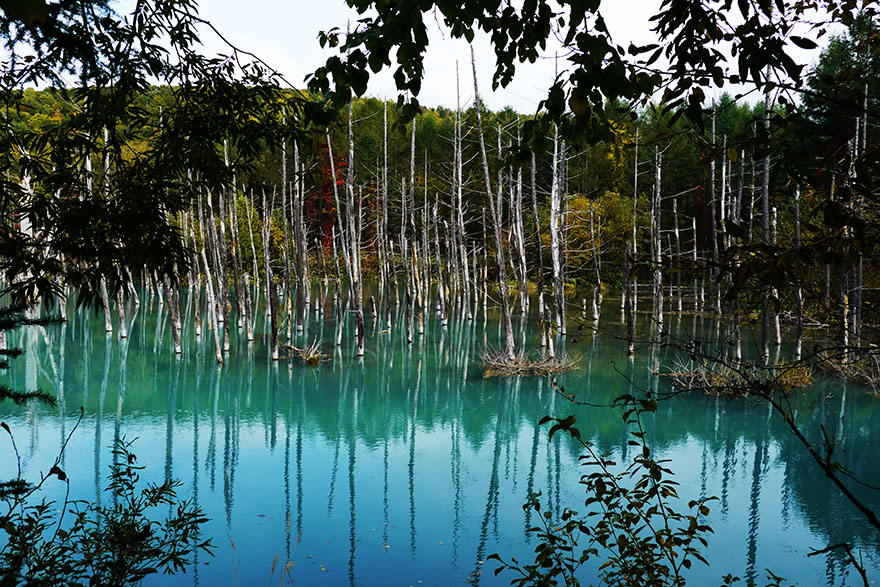 【絶景】あまりにも美しすぎる北海道の絶景「美瑛白金青い池」の姿 / 美瑛町