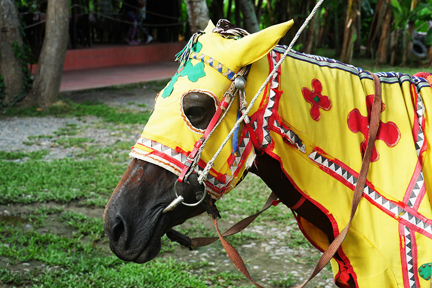 マレーシアのコタキナバルには服を着た馬がいる!! 実は伝統的なカッコイイウマだった件
