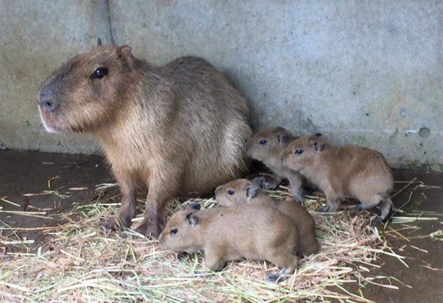 かわいい赤ちゃんカピバラ4頭が誕生！ やったね伊豆シャボテン動物公園に家族が増えるよ♪