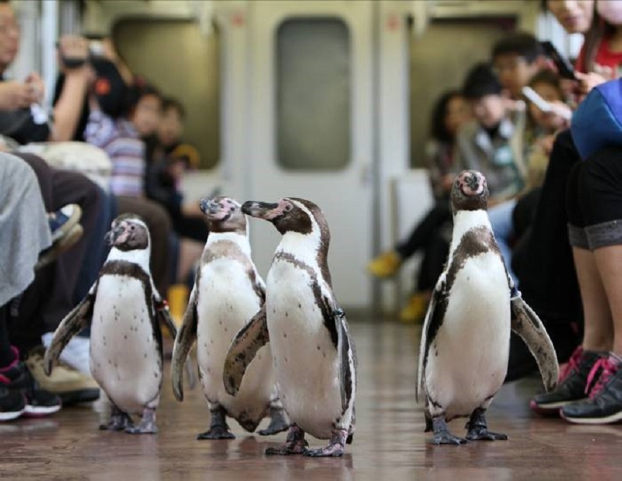 ペンギンが列車をペタペタと歩いてくれるよおおおおお！ かわいすぎる「ペンギン列車」に乗ってみよう / 志摩マリンランド