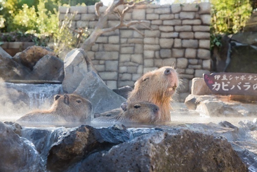 【萌え】温泉に浸かる赤ちゃんカピバラが超かわいい「元祖カピバラの露天風呂」開催