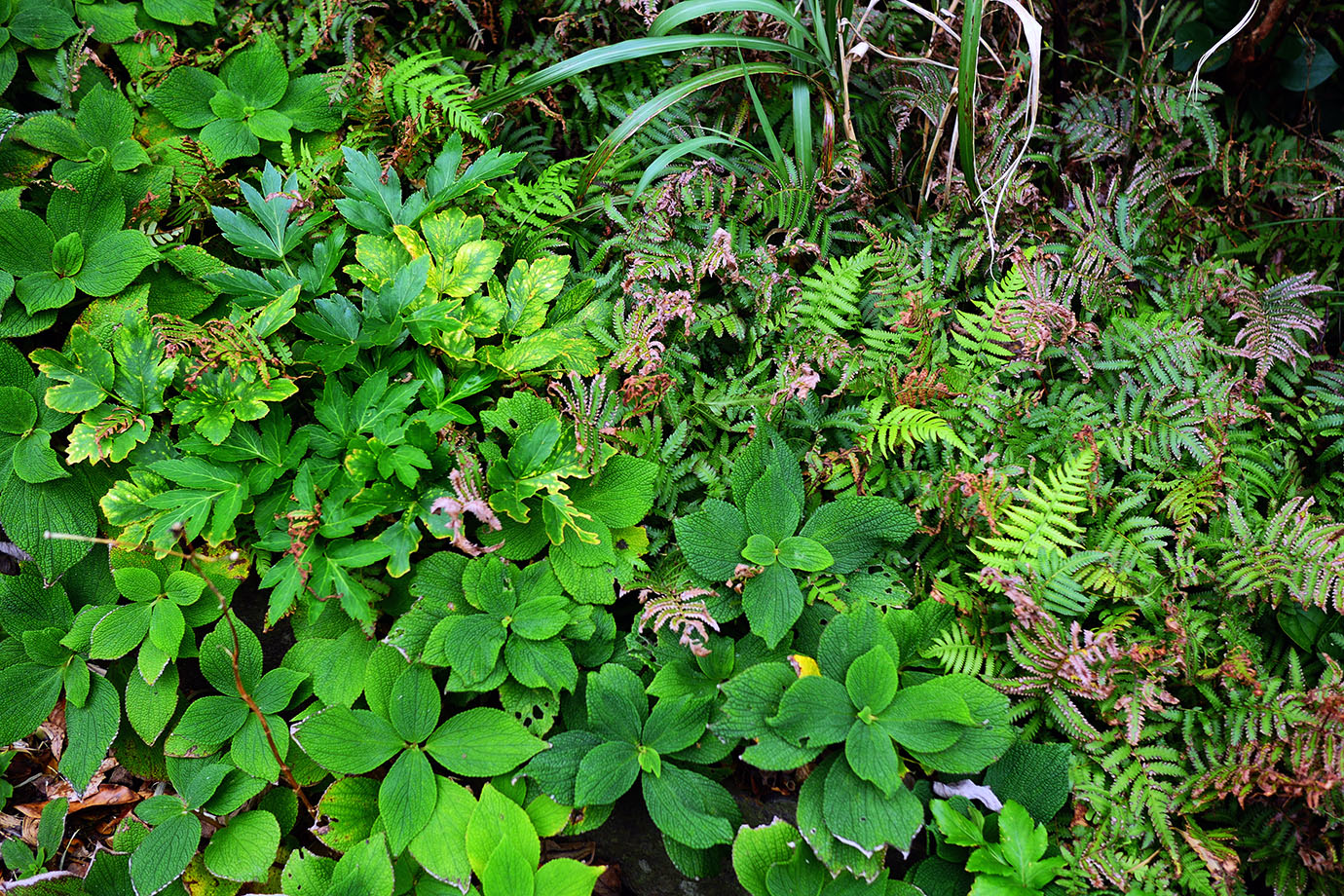 plants-of-aogashima