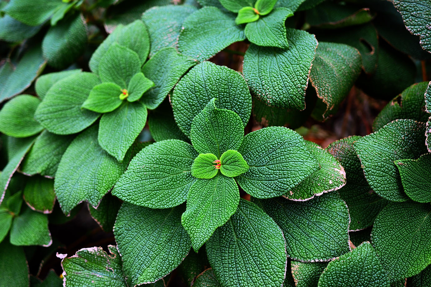 plants-of-aogashima1