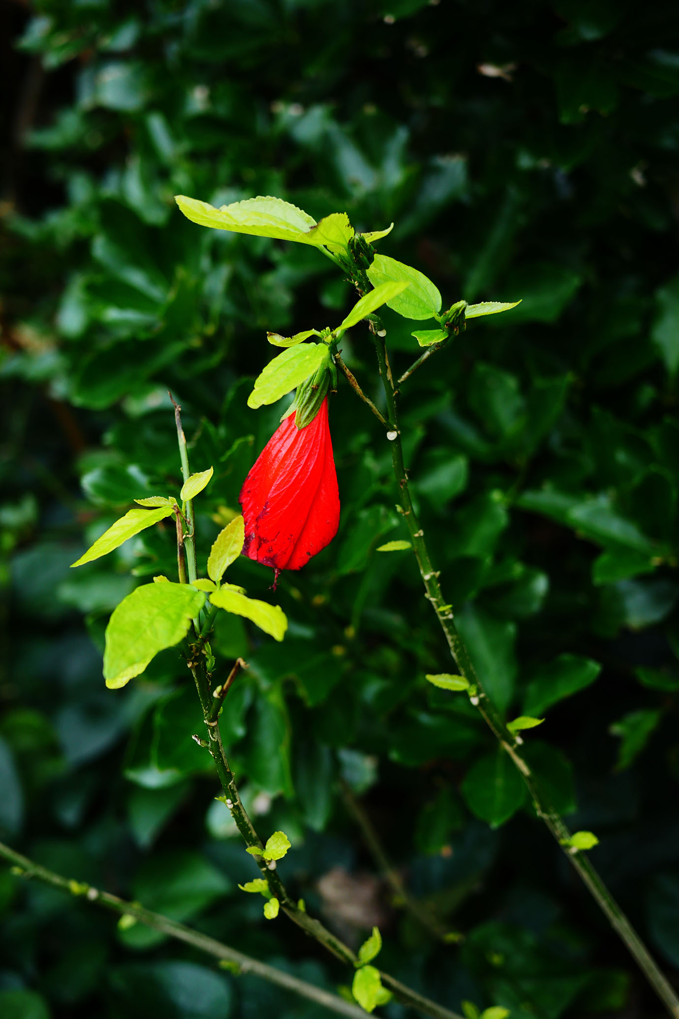 plants-of-aogashima10