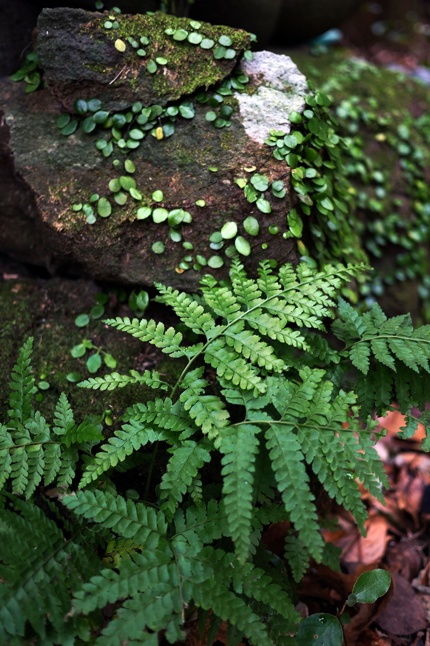 plants-of-aogashima11