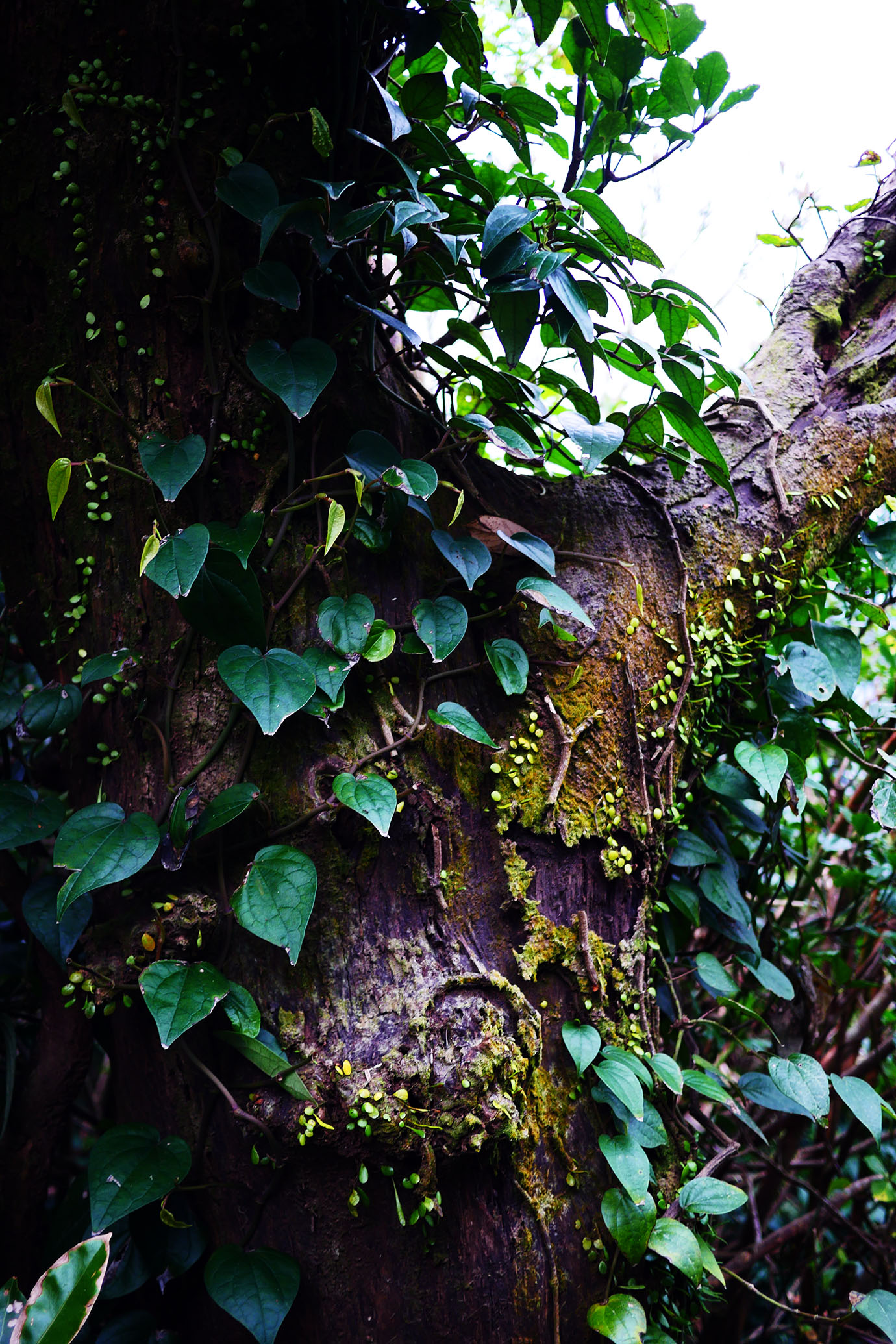 plants-of-aogashima12