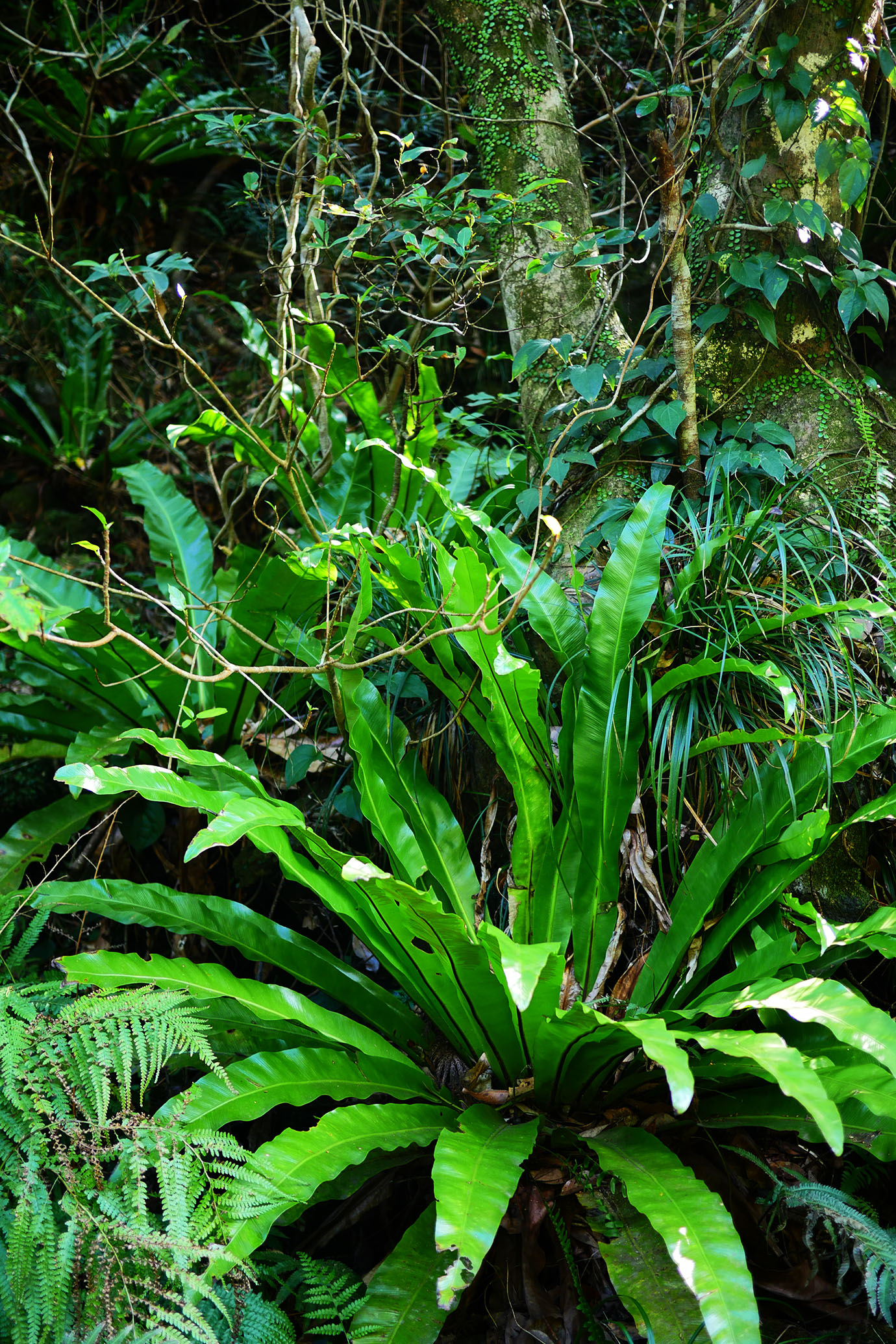 plants-of-aogashima13