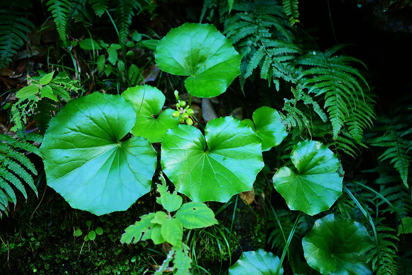 plants-of-aogashima14