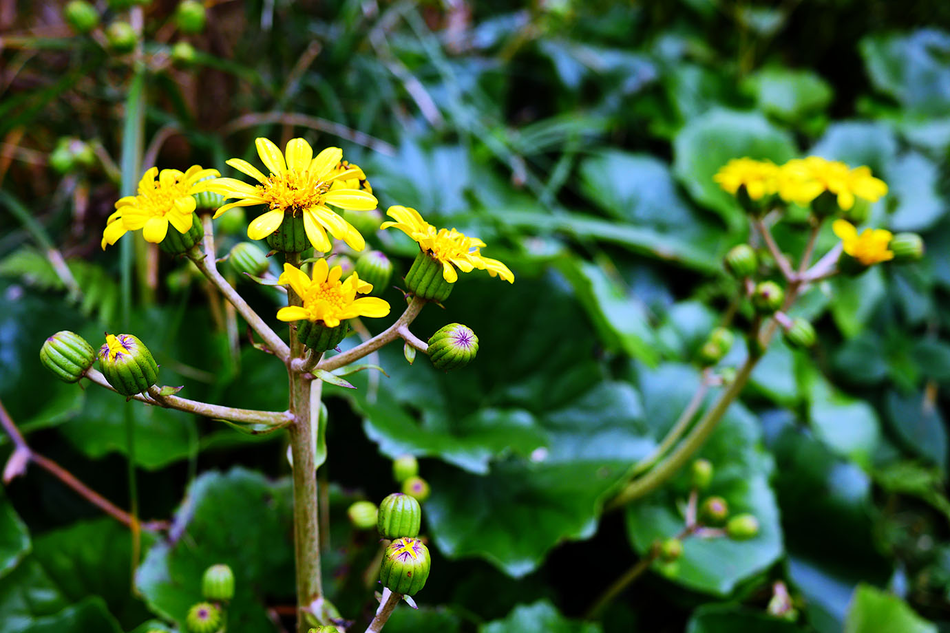 plants-of-aogashima15