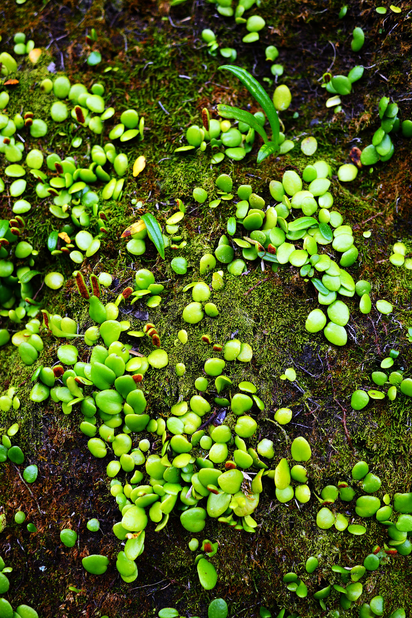 plants-of-aogashima2