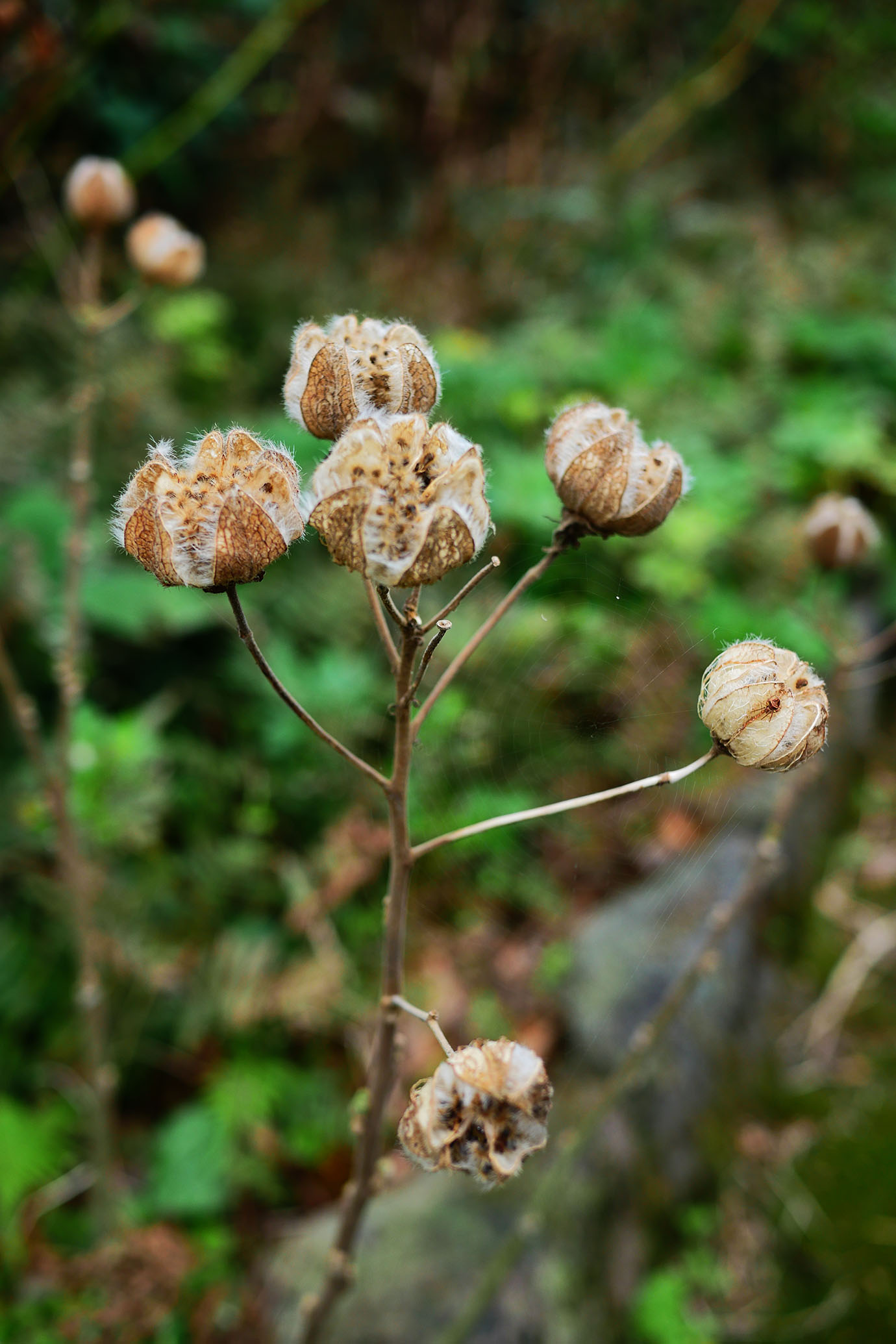 plants-of-aogashima3