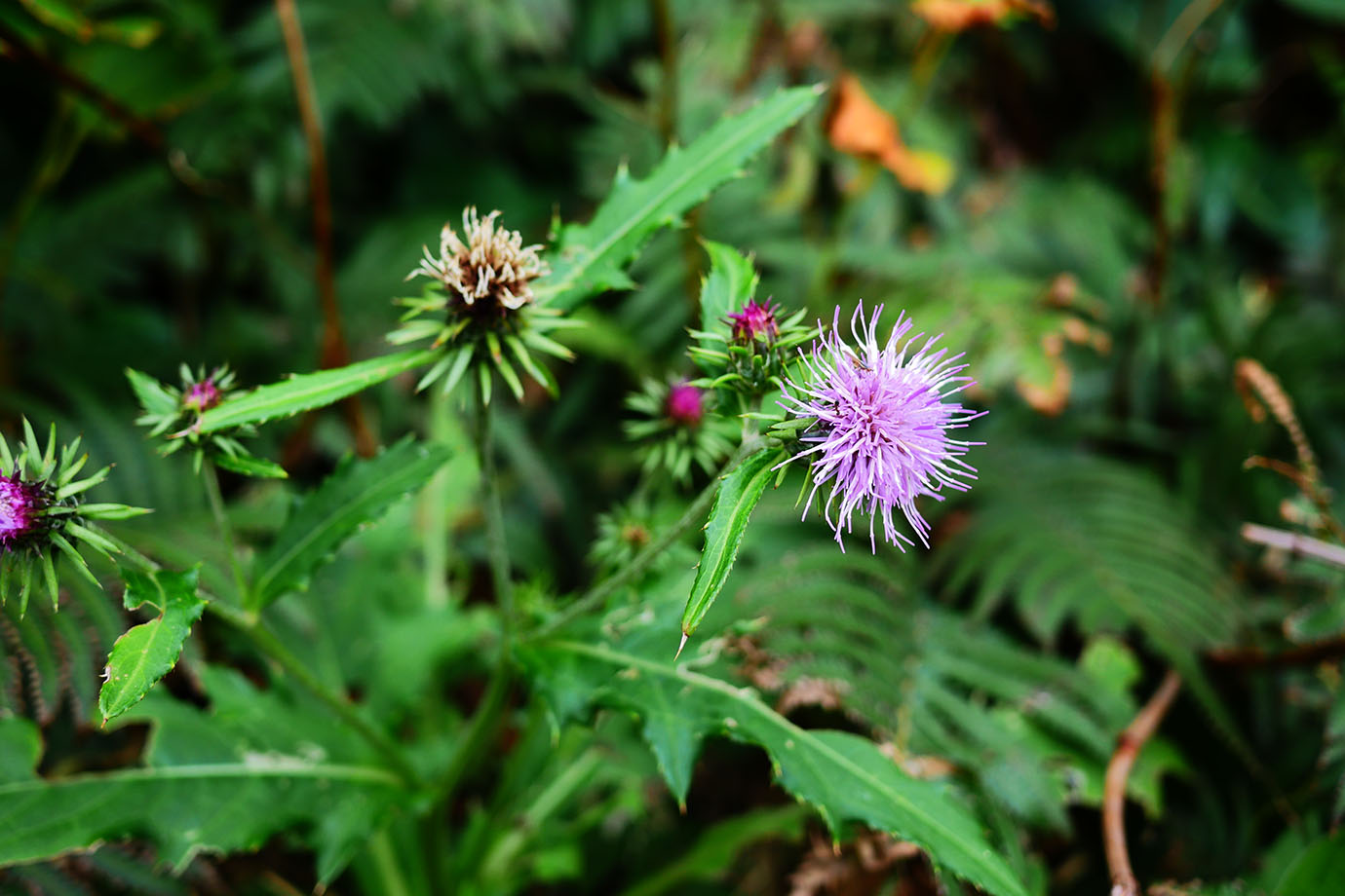 plants-of-aogashima4