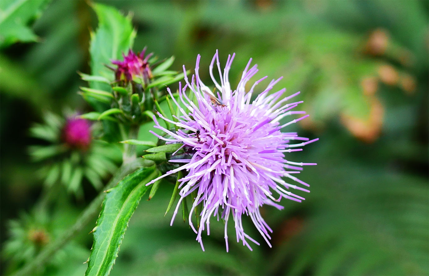 plants-of-aogashima5