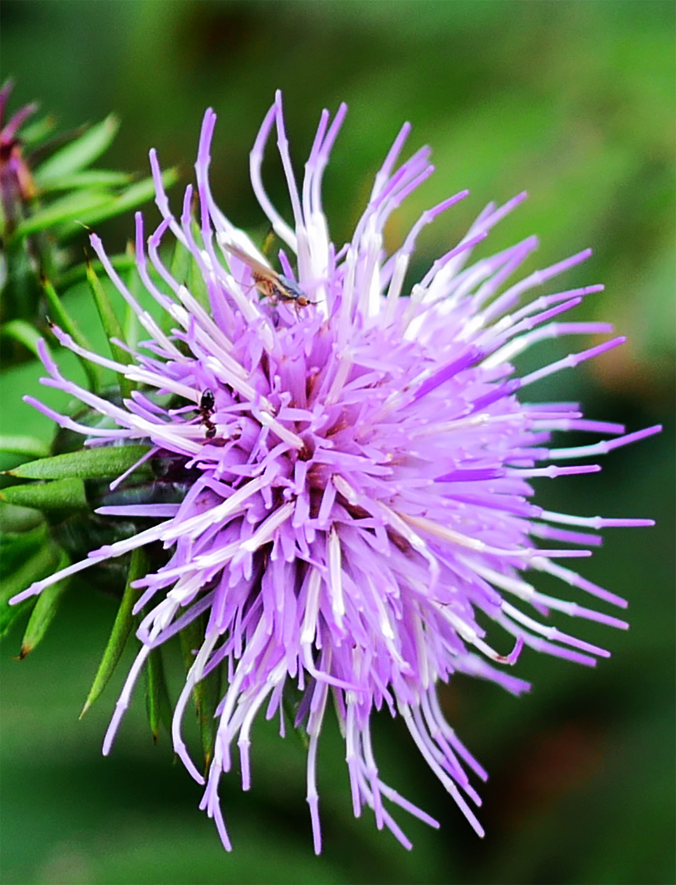 plants-of-aogashima6