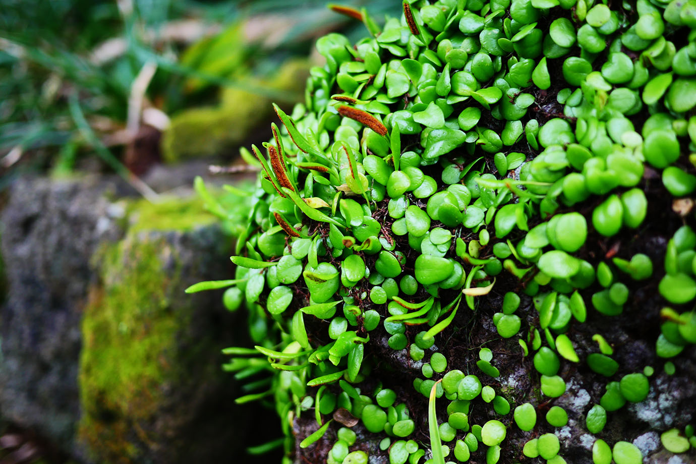 plants-of-aogashima7