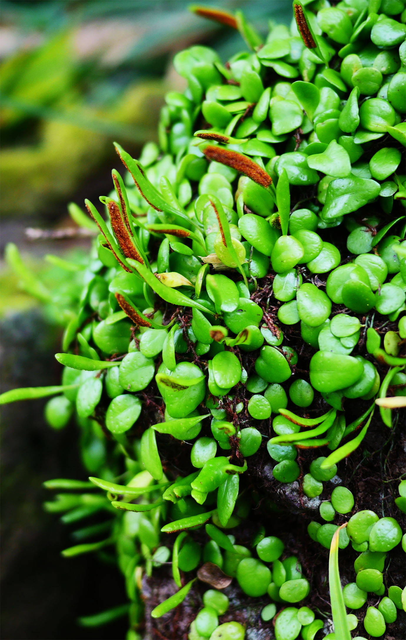 plants-of-aogashima8