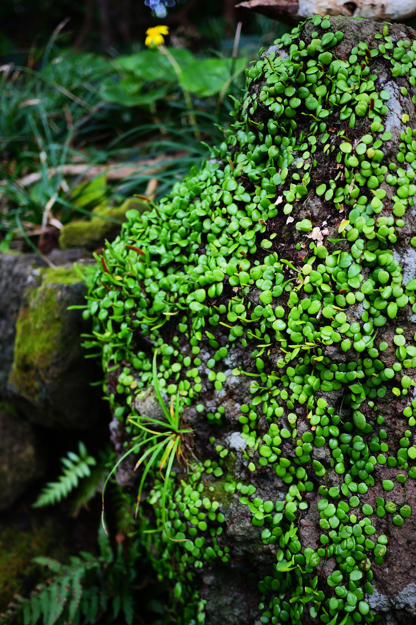 plants-of-aogashima9